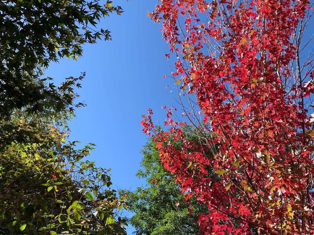 Forest Glade Gardens-马其顿山必去景点
