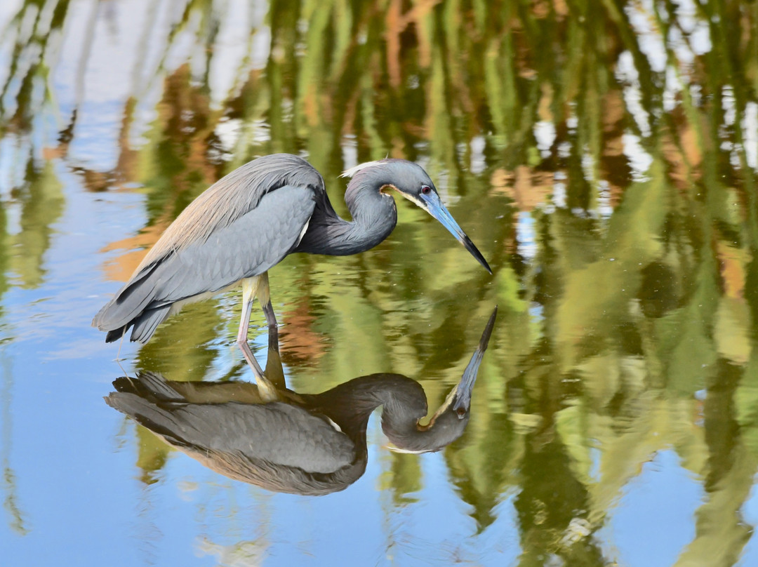 Green Cay Nature Center and Wetlands景点图片