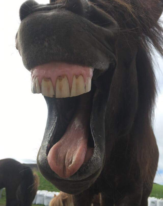 Steinsholt Guesthouse And Riding Tours主图