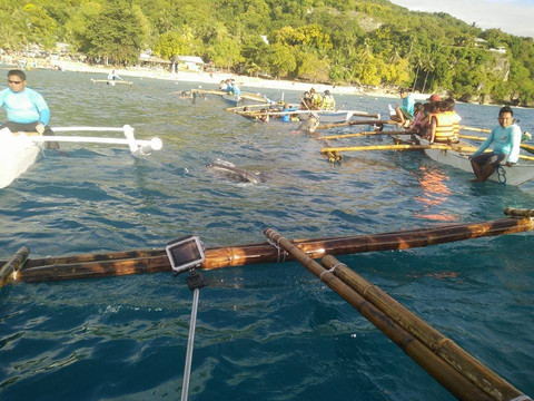 Oslob Whale Sharks-宿雾市必去景点