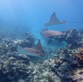 Molasses Reef-拉哥岛必去景点