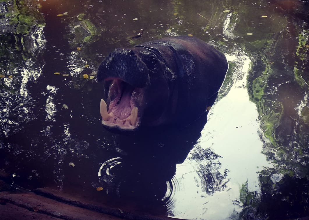 National Zoological Gardens of Sri Lanka景点图片