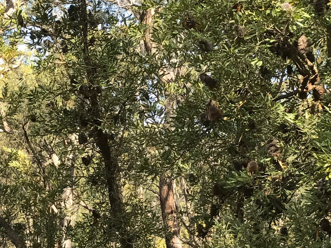 Mullungdung State Forest-Won Wron必去景点