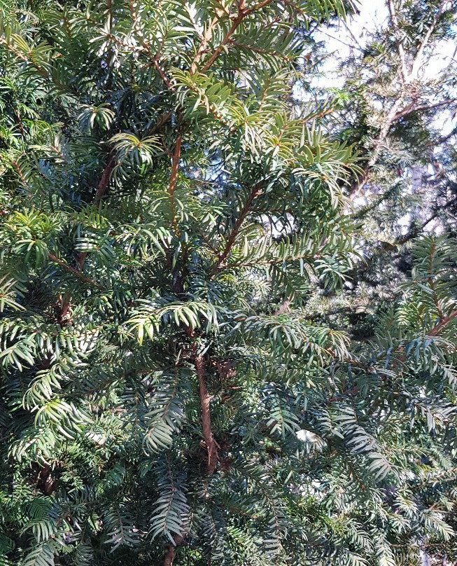 Arboreto Gines de los Rios景点图片