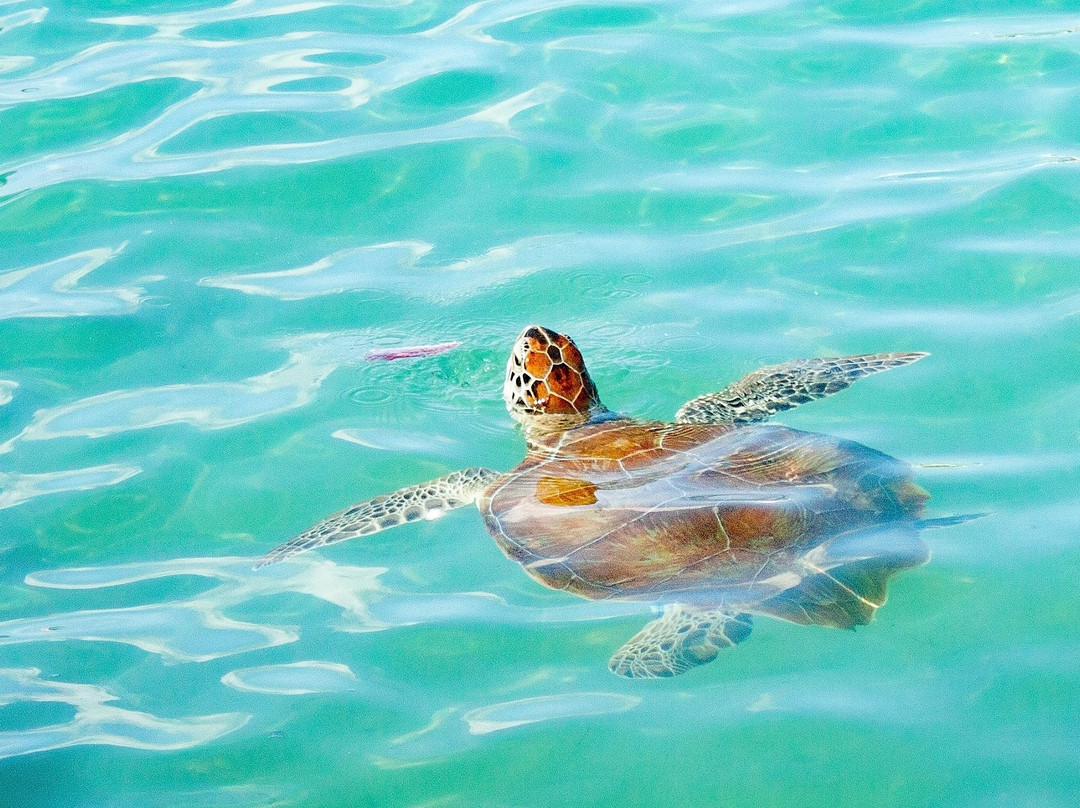 Gail's Gallery-威廉斯塔德必去景点