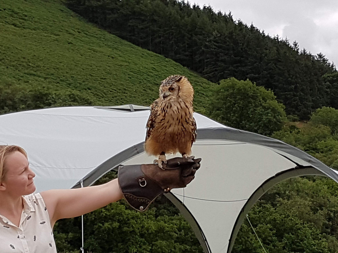 E & C Falconry Experience Ltd景点图片
