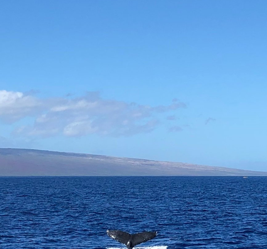 太平洋鲸鱼基金会景点图片