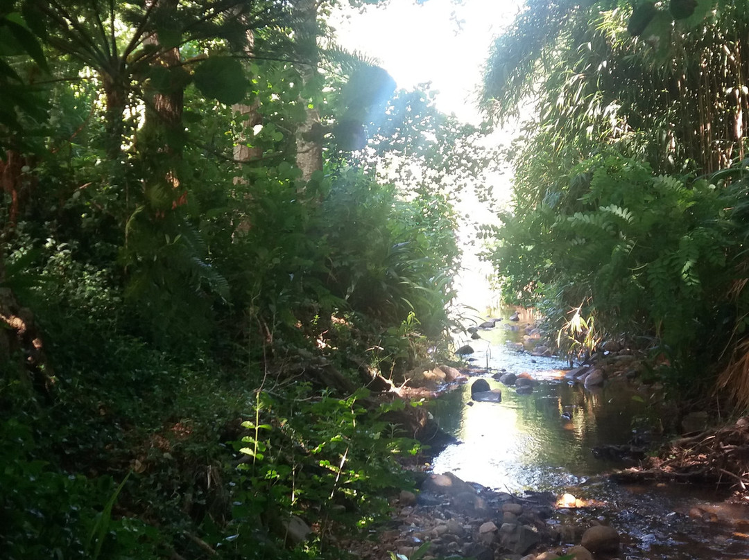 Liesbeek River Trail景点图片