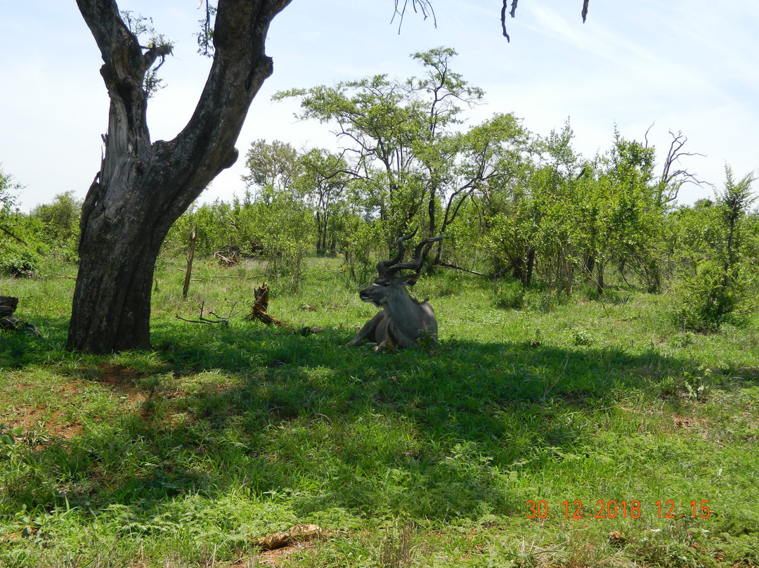 Moyo Wa Tandala Safari景点图片