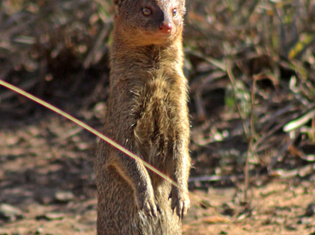 Explore Kruger Safaris-玛洛斯帕克必去景点