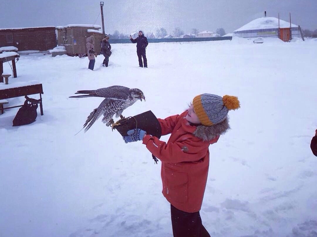 Falconry Museum景点图片
