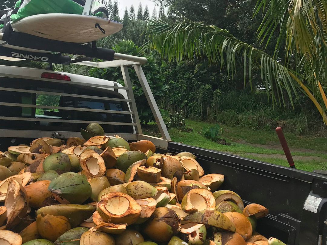 Coconut Information Farm & Cooking School景点图片