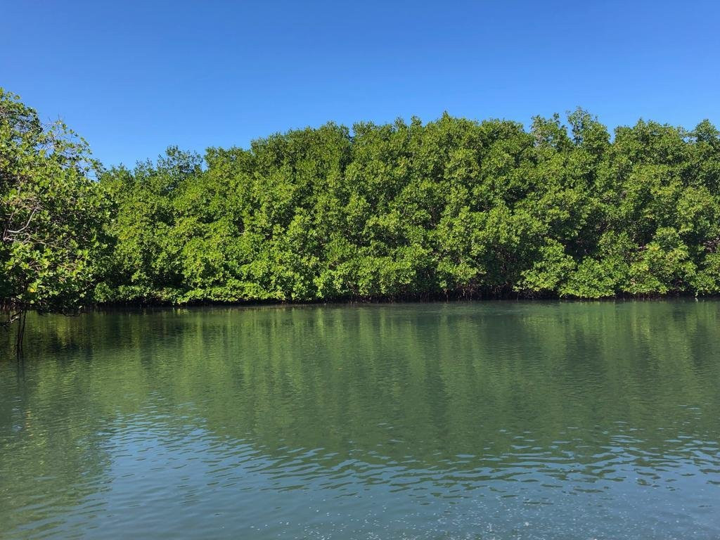 Paradise Island & The Mangroves (Cayo Arena)景点图片