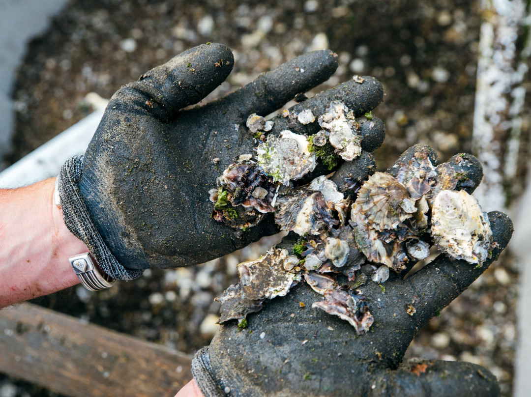 Wheeler's Oyster Farm Tour景点图片