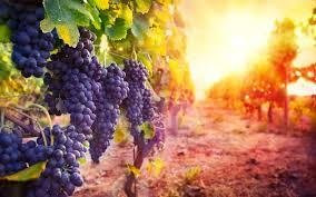 Nashik Wine Holidays景点图片