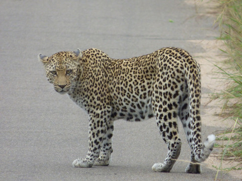 Moving On African Grounds-雾观必去景点