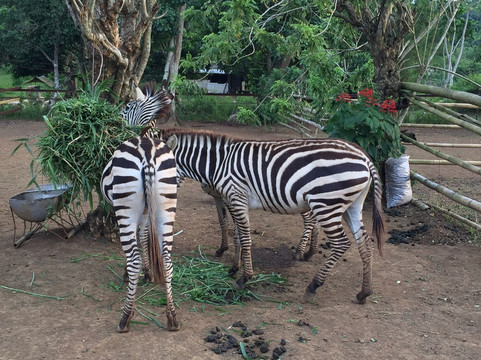 Yoki's Farm-大雅台必去景点