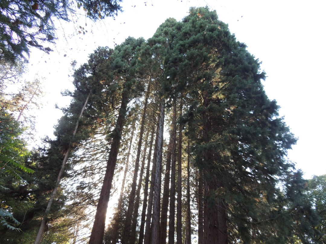Sequoiafarm景点图片