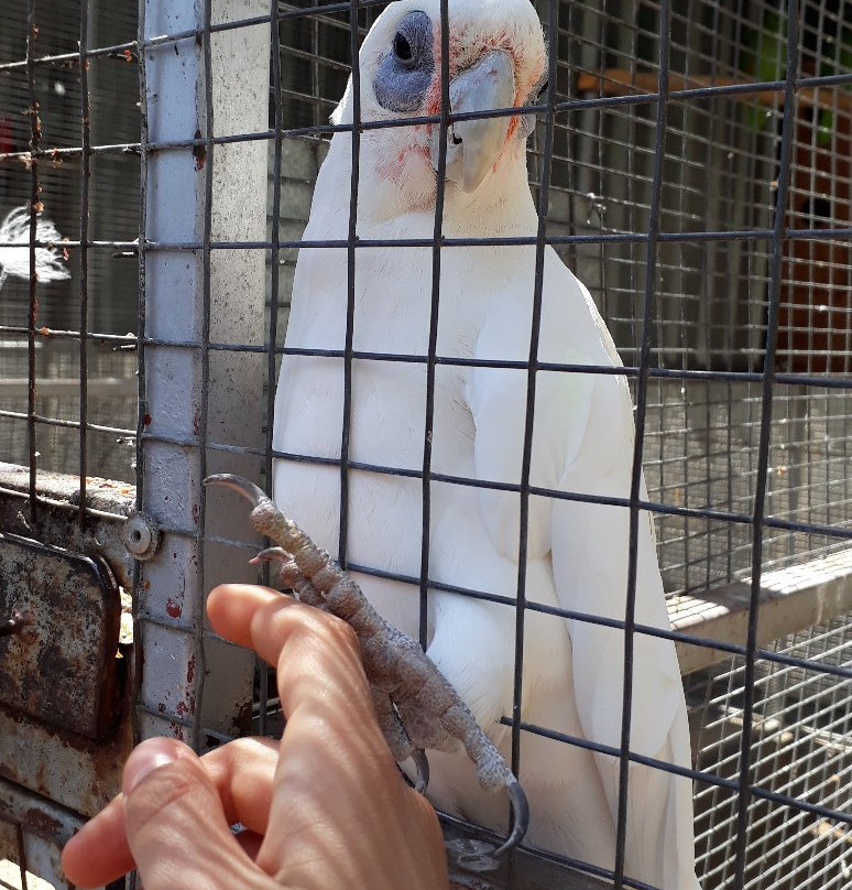 Birds Paradise-Robertson必去景点