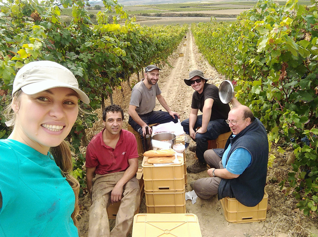 Miguel Merino Winery景点图片