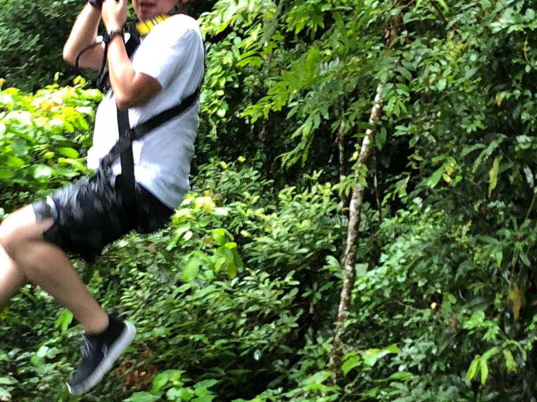 长臂猿飞跃丛林景点图片