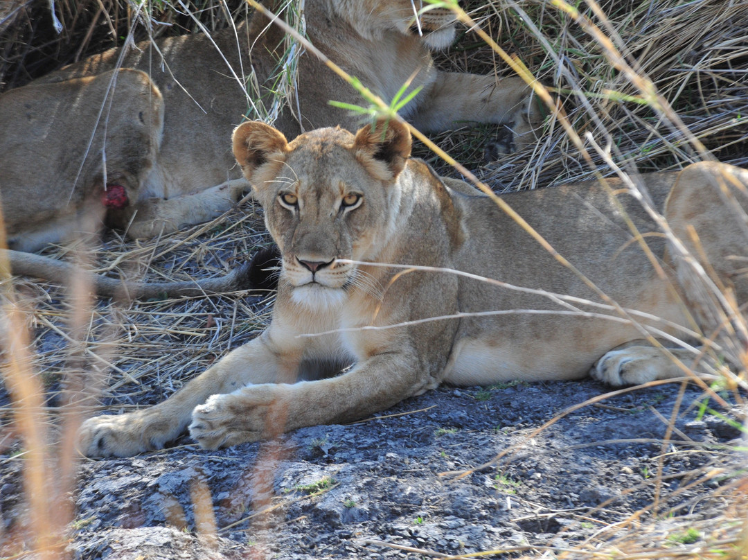 Kafue National Park景点图片