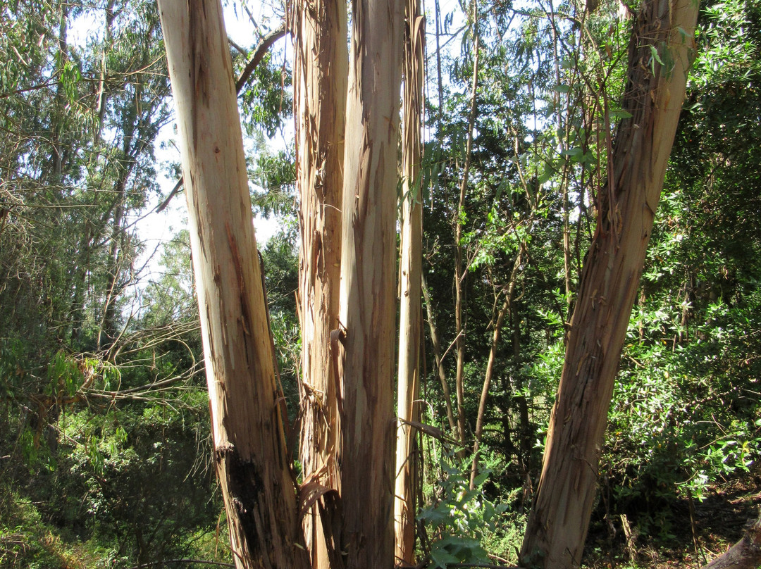 Berkeley Fire Trails景点图片