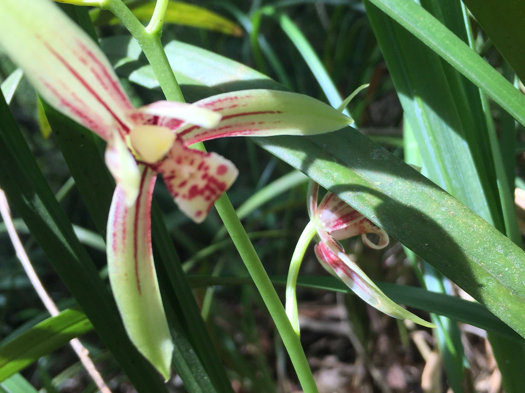 Vientiane Orchidées-万象必去景点