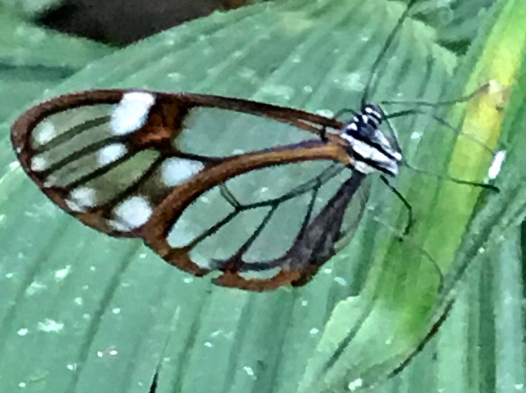 Nectandra Cloud Forest Garden景点图片