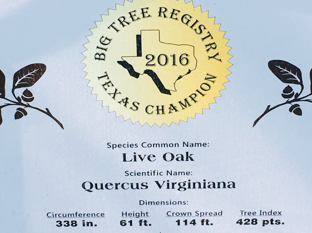 Largest Live Oak in Texas景点图片