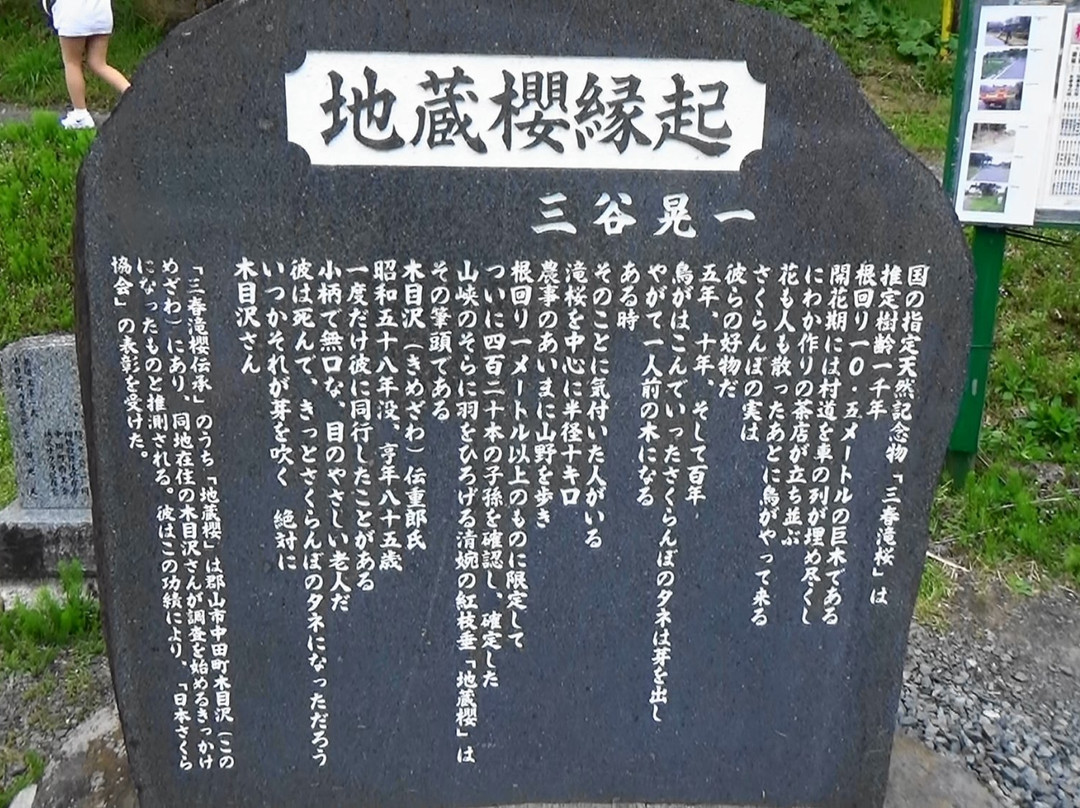 Benishidare Jizozakura-郡山市必去景点