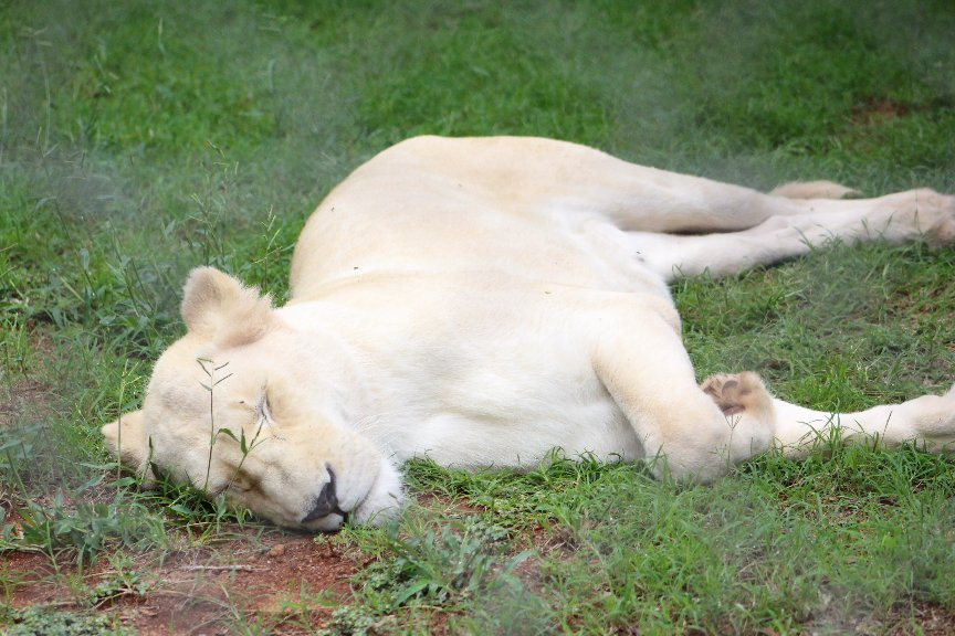 Chameleon Village Lion & Tiger Park-Brits必去景点