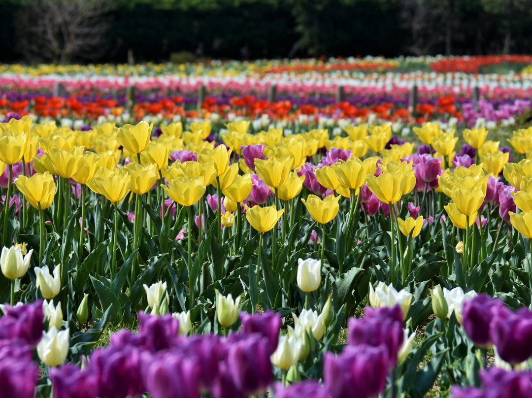 Umami-kyuryo Park-河合町必去景点