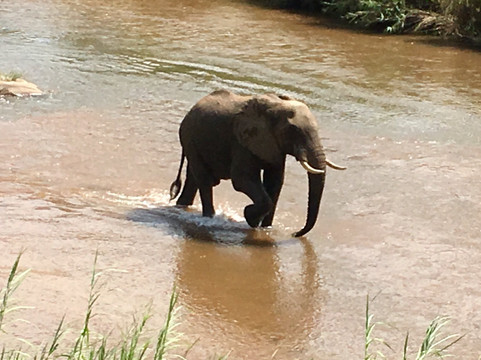 狮沙辛加旅馆主图