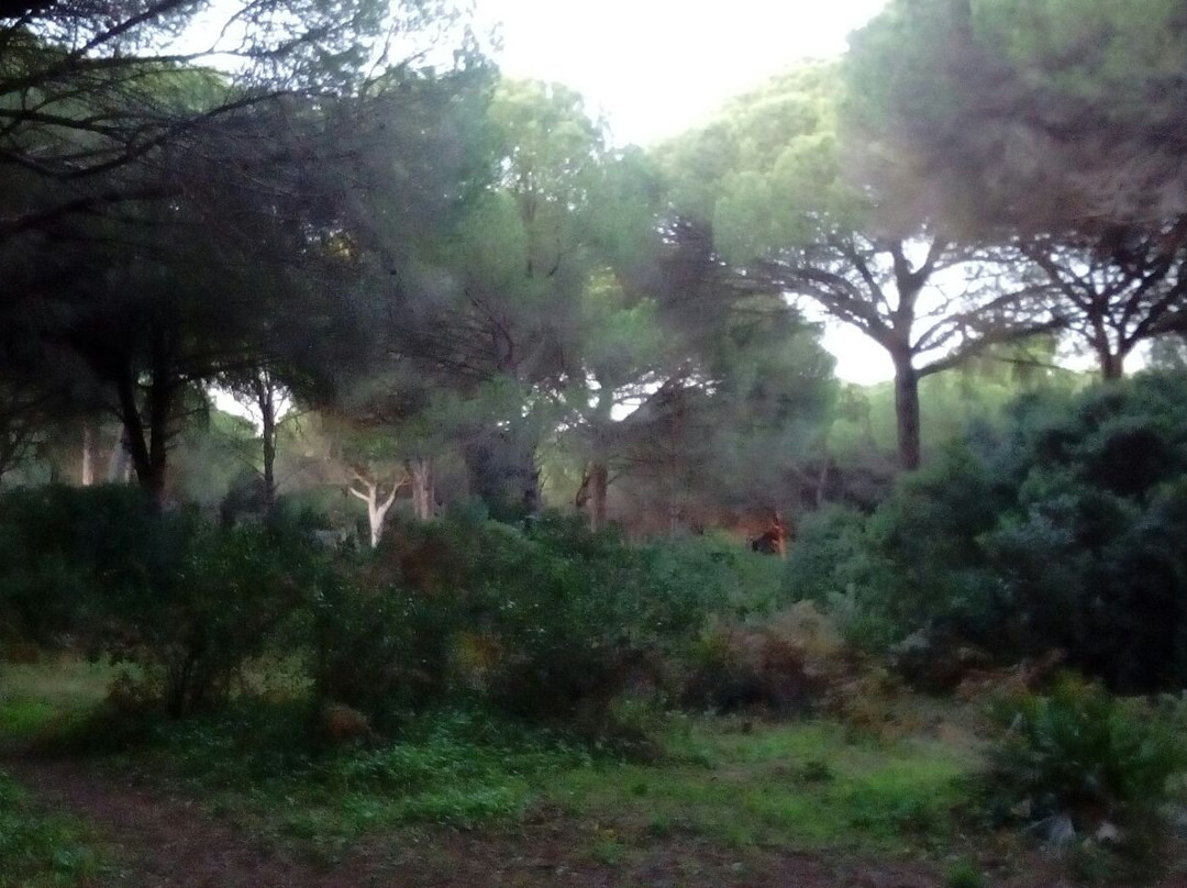El Pinar del Rey景点图片