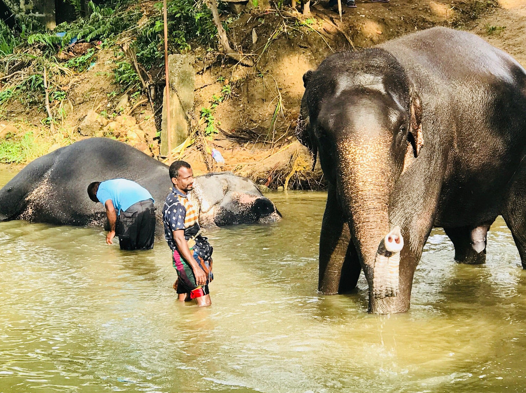 Kashyapa Tours And Travel Sri Lanka-锡吉里亚必去景点