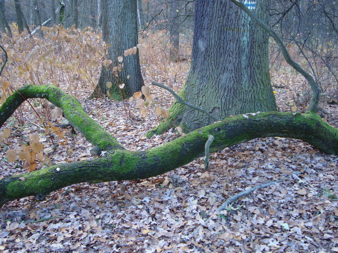 Nature Reserve "Las Dabrowa"景点图片