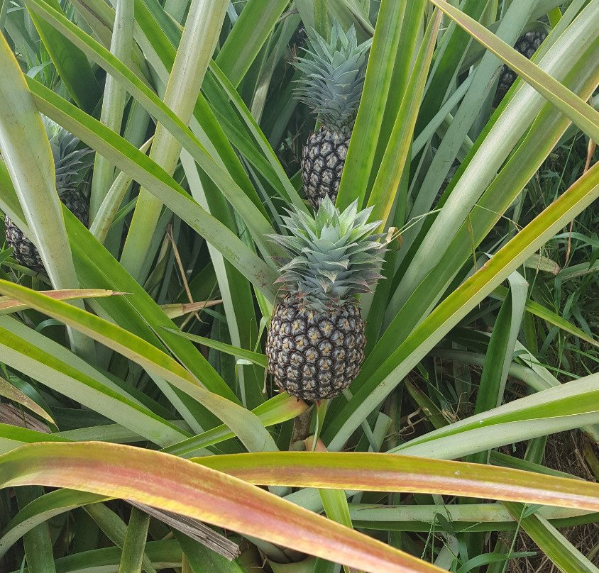 Sugarloaf Pineapple Farm-基拉韦厄必去景点