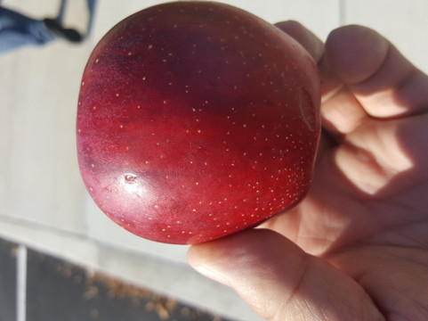 Schutt's Apple Mill-Webster必去景点