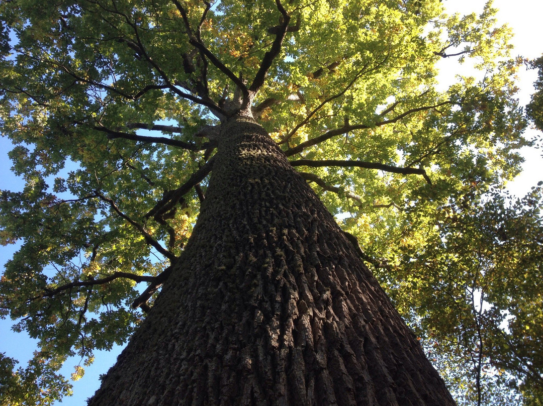 Forest of Tronçais景点图片