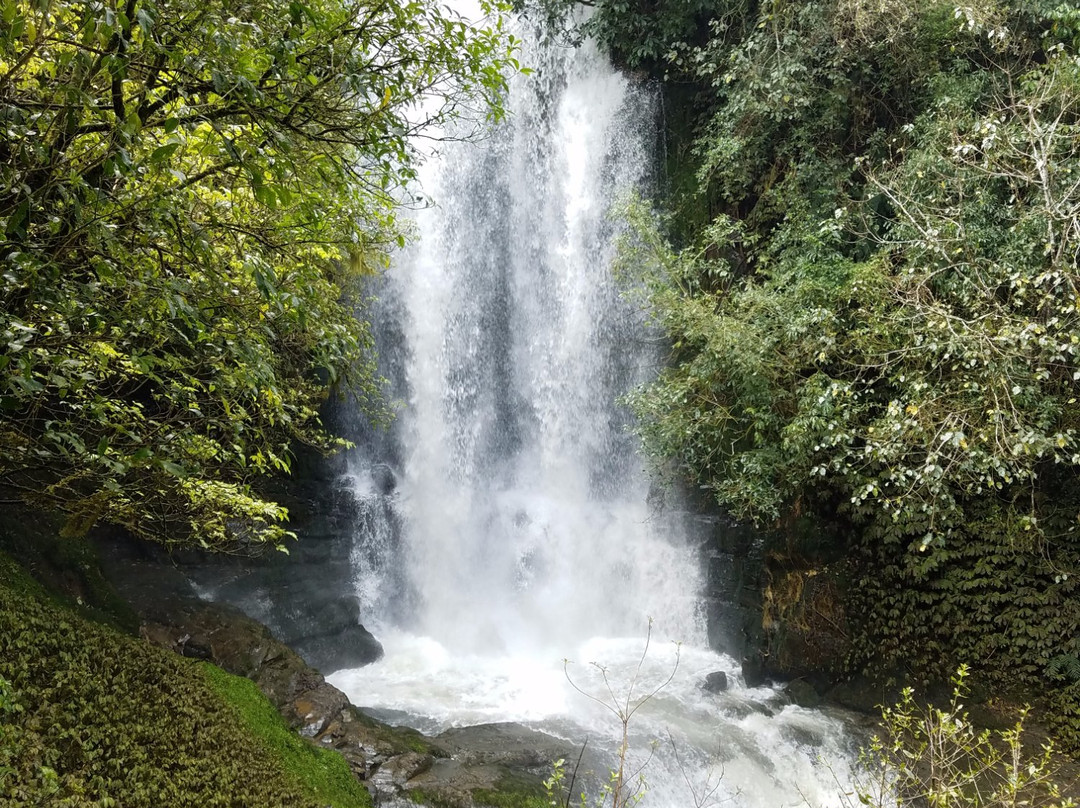 Waitanguru Falls-Piopio必去景点