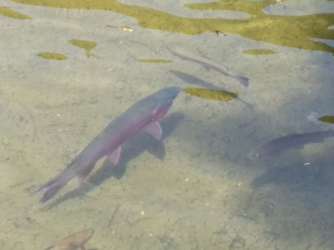 Appalachia Outdoor Center-Norris必去景点