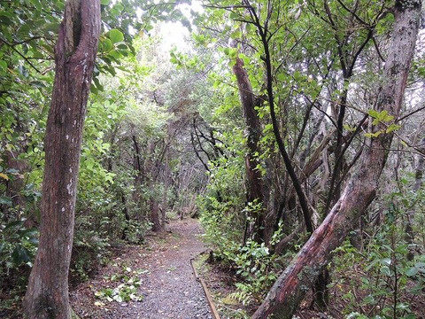 Governors Bush Walk-库克山村庄必去景点