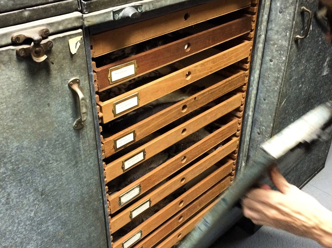 Coleccion Ornitologica William H. Phelps-加拉加斯必去景点