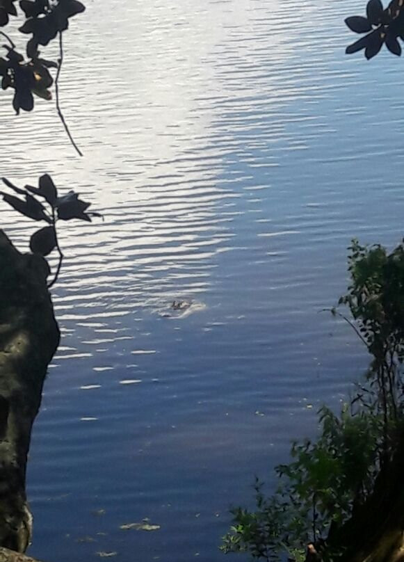 Lake Talquin State Forest-塔拉哈西必去景点