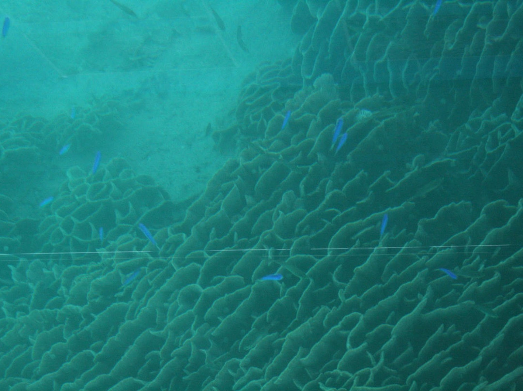 Tatsukushi Pleasure Boat-土佐清水市必去景点