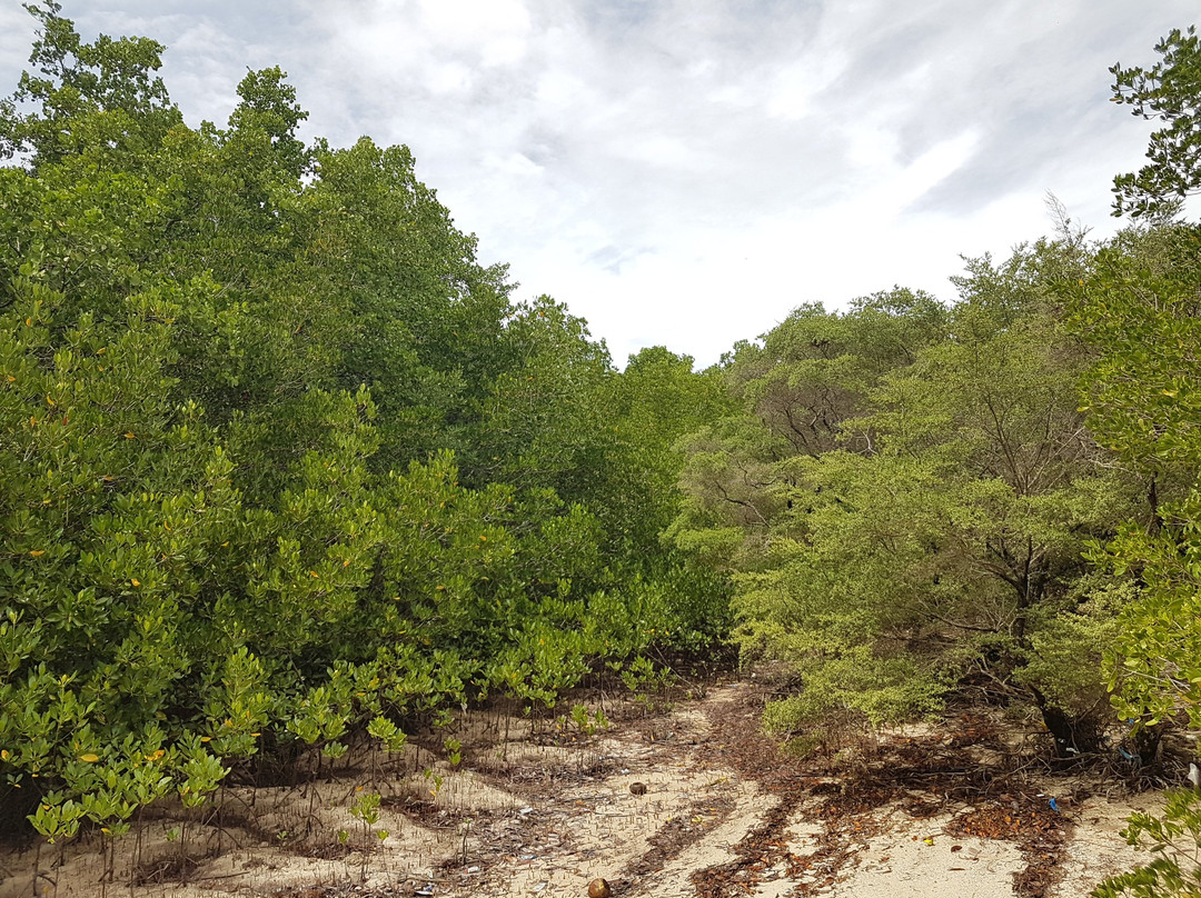 Talabong Mangrove Park景点图片