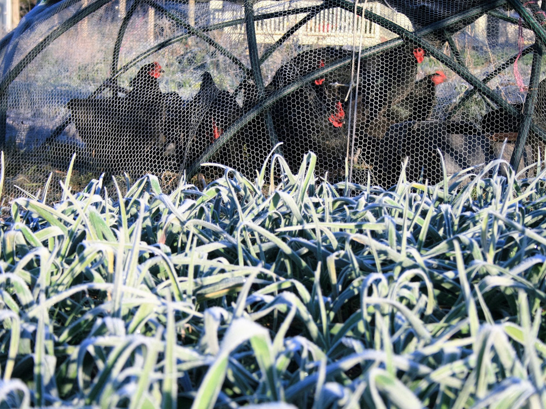 Katamatite Garlic-Katamatite必去景点