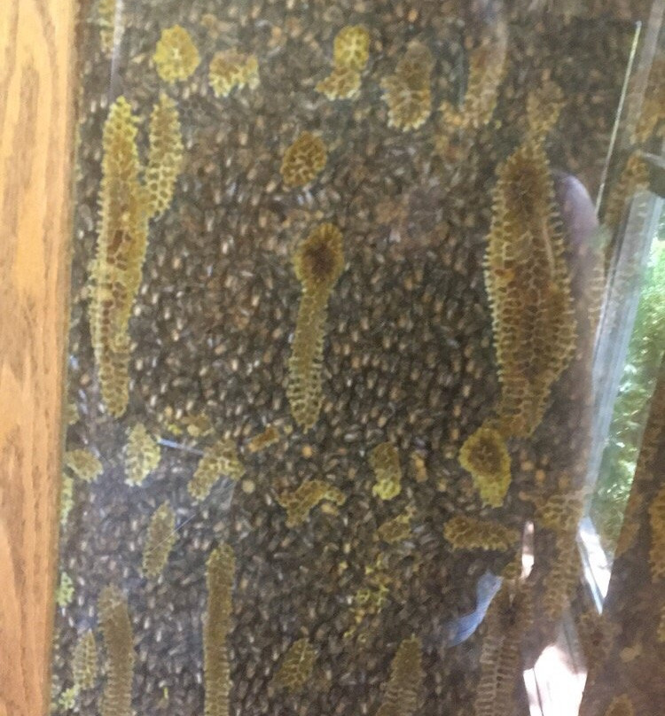 Asbury  Woods-伊利必去景点