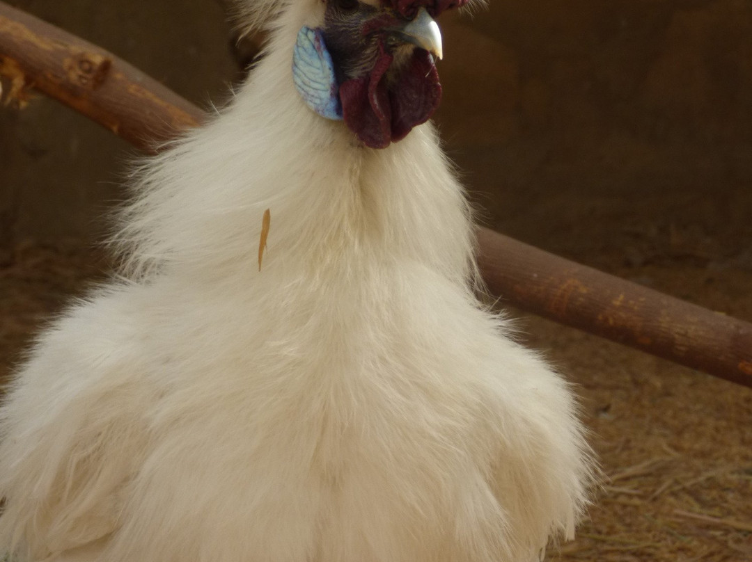 Ferme Youyou-尼亚美必去景点